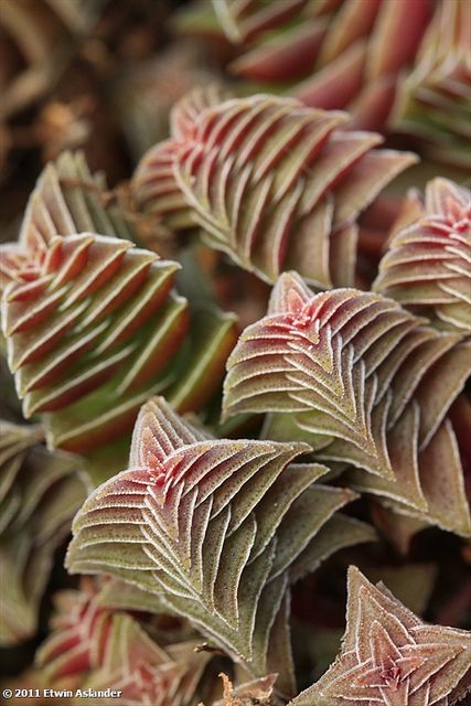 Crassula “Pagoda Village”