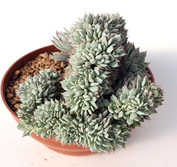 Graptoveria Titubans Variegata succulente cactus piante grasse echeveria