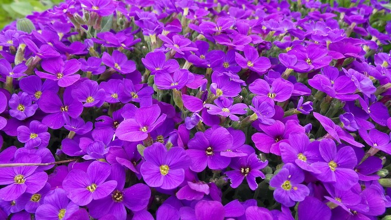 Adubo para violeta