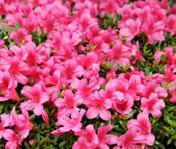 Adubo para azalea dobrada