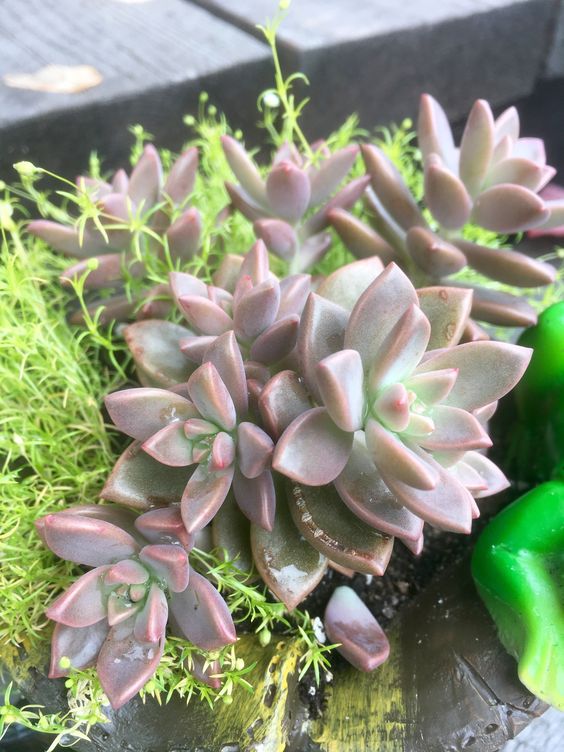 SUCCULENT GRAPTOSEDUM ‘VERA HIGGINS’