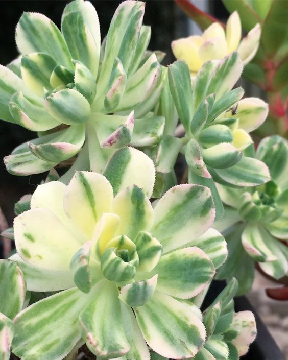 Aeonium Suncup Variegata