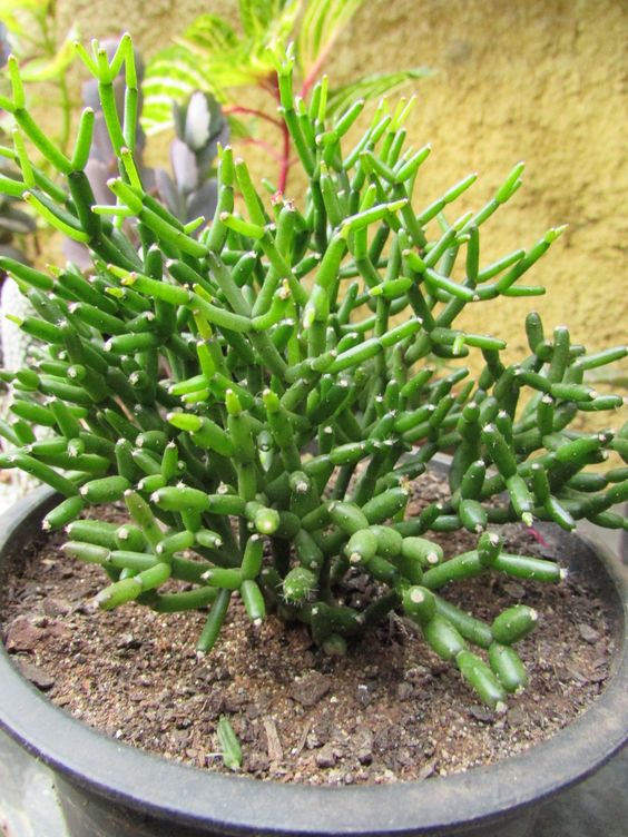 Cacto-macarrão (Rhipsalis cereuscula)