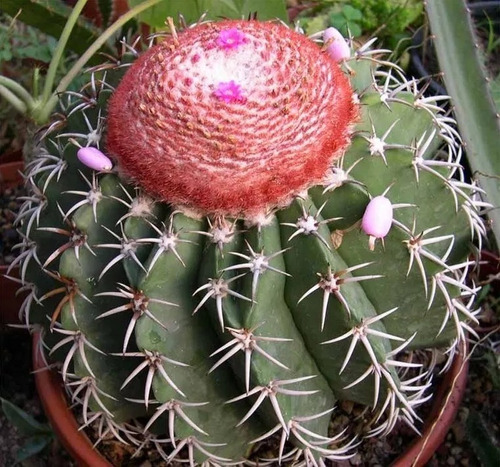 Coroa de Frade (Melocactus zehntneri)