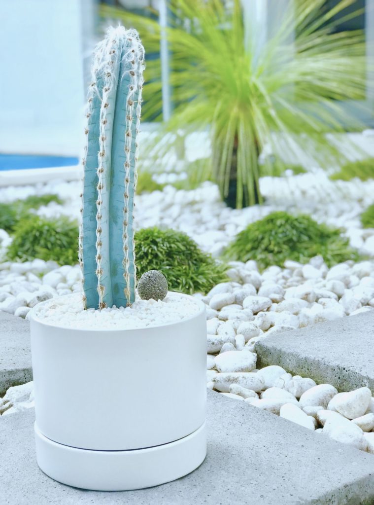 Pilosocereus magnificus