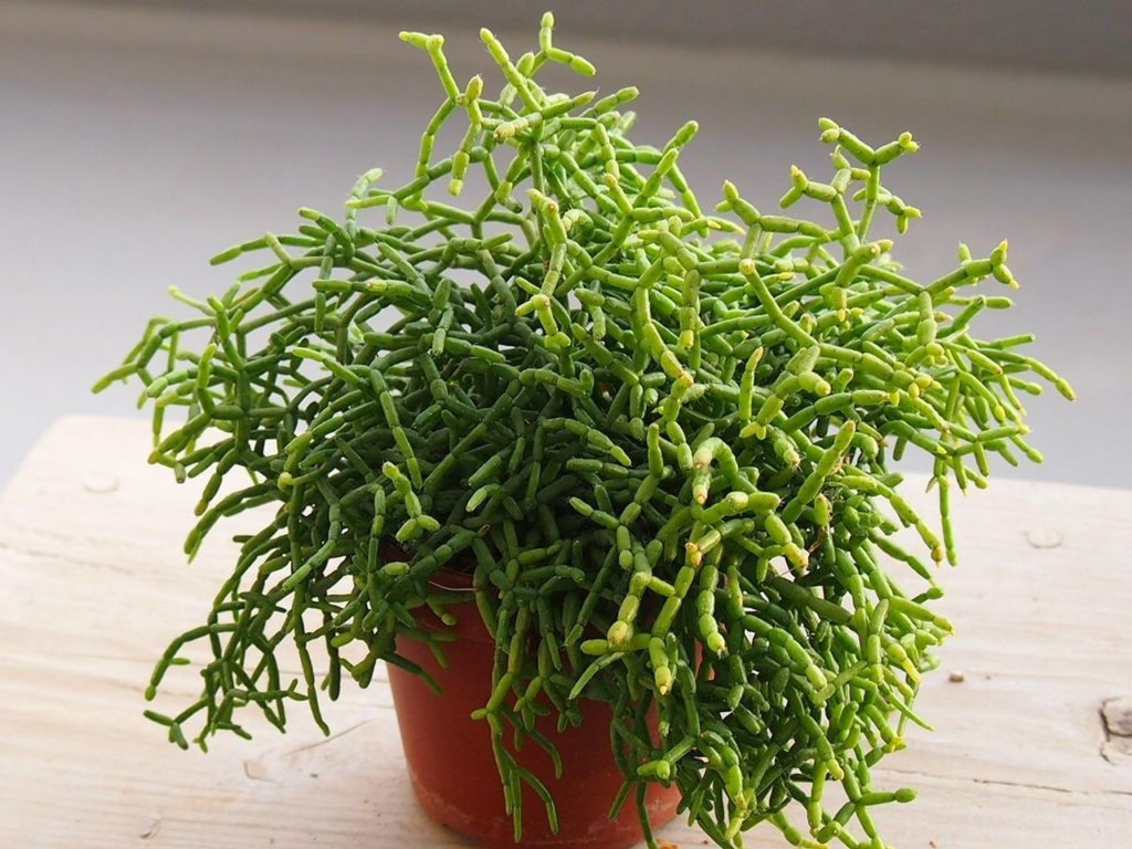 Cacto Marcarrão (Rhipsalis baccifera)