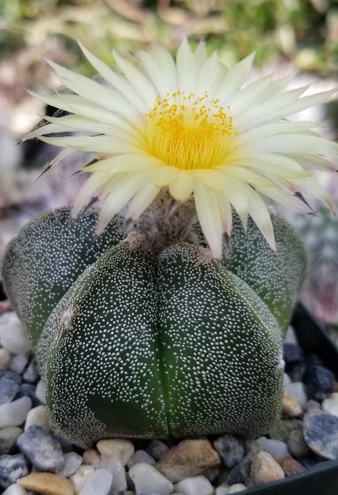 Cacto Pedra (Astrophytum ornatum)