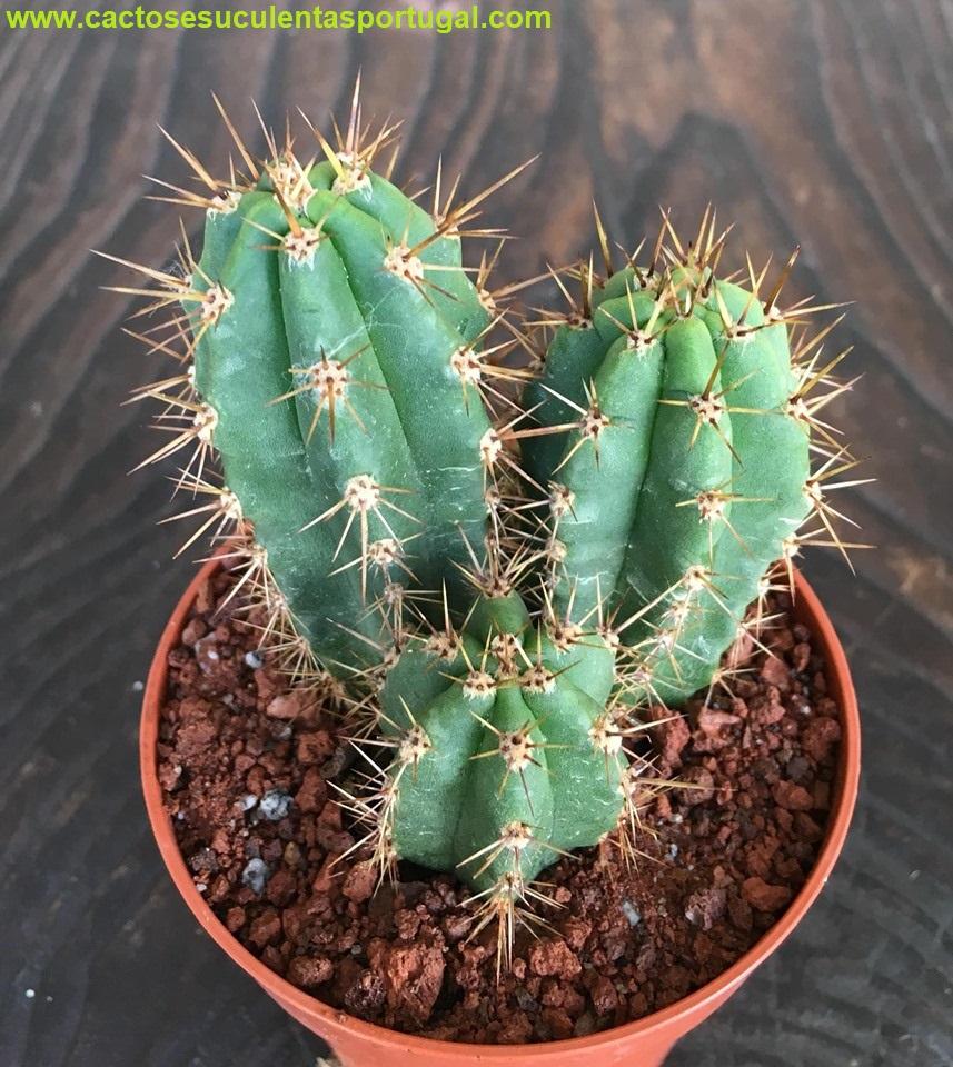 Cacto San Pedro (Echinopsis pachanoi)