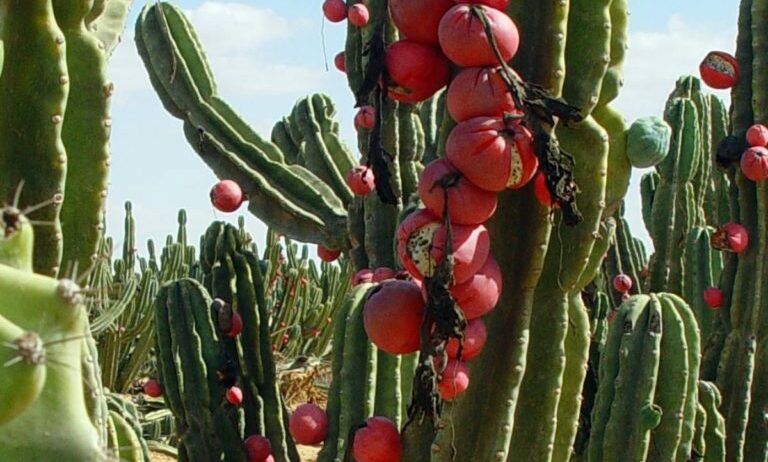 Cacto do Peru (Cereus repandus)