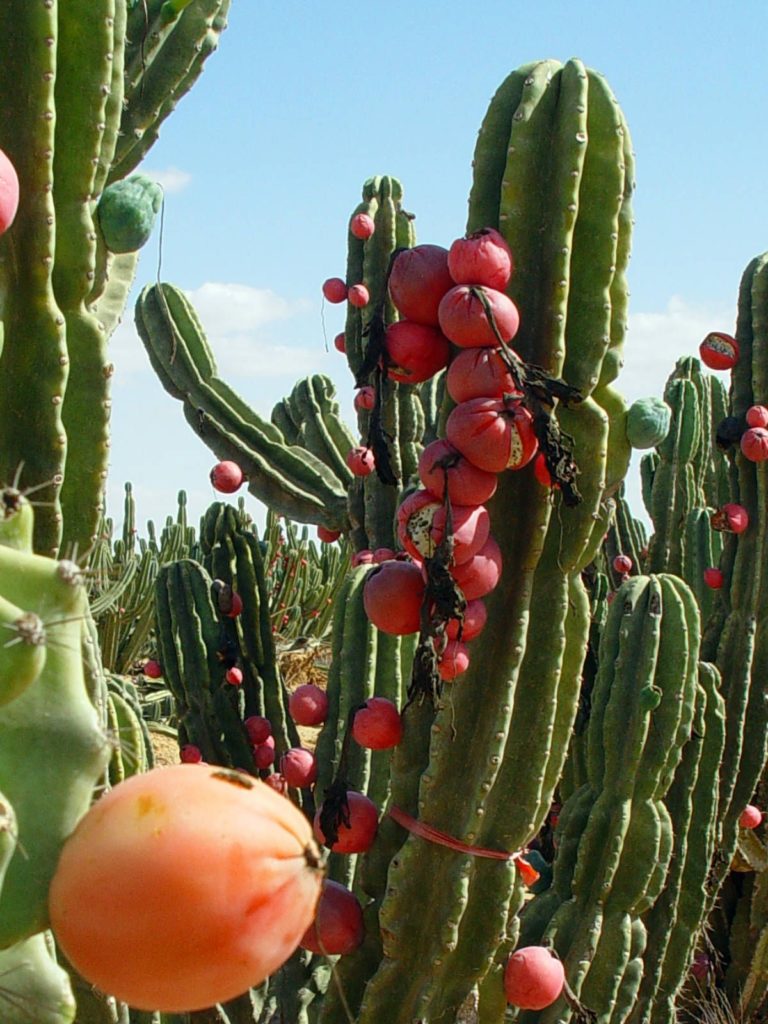Cacto do Peru (Cereus repandus)