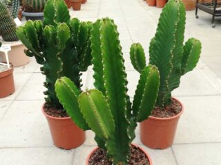 Candelabro (Euphorbia ingens)