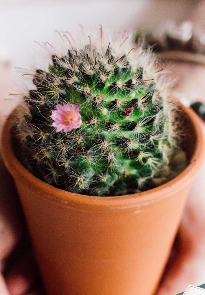 Almofada de Alfinetes (Mammillaria decipiens)