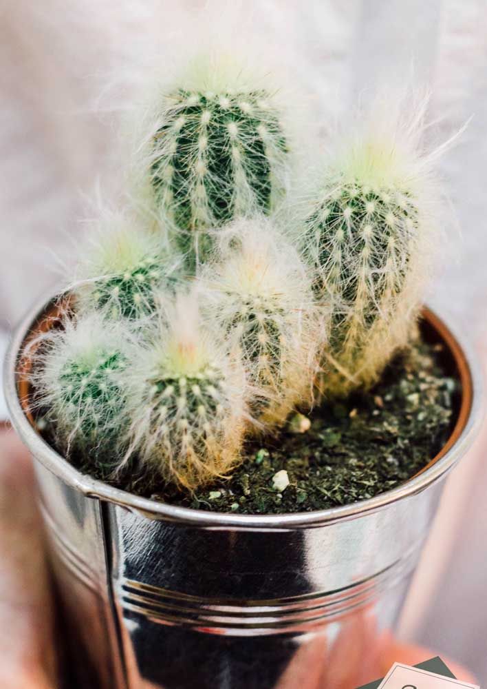 Barba de Velho (Cephalocereus senilis)