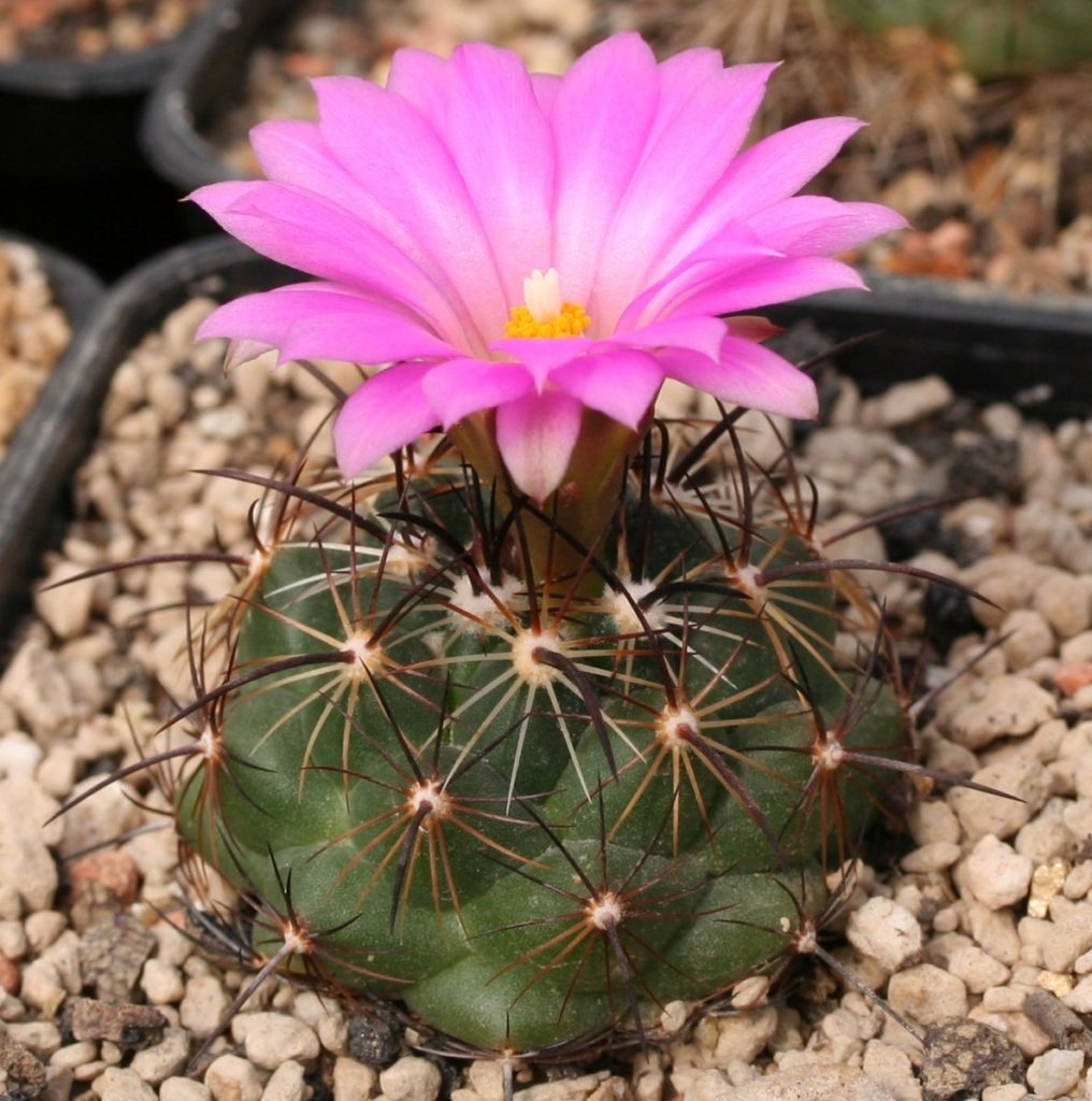 Cacto Cory (Coryphantha ramillosa)