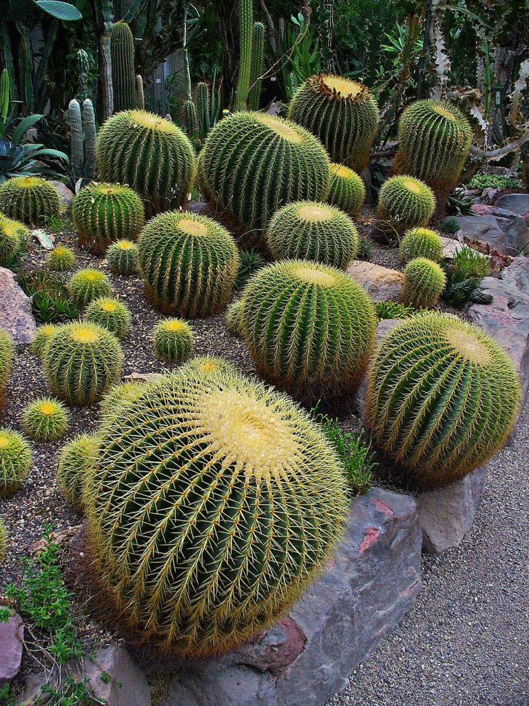 Cadeira de Sogra (Echinocactus grusonii)
