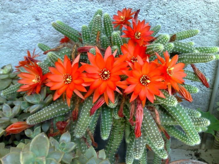 Cacto Amendoim (Chamaecereus silvestrii)