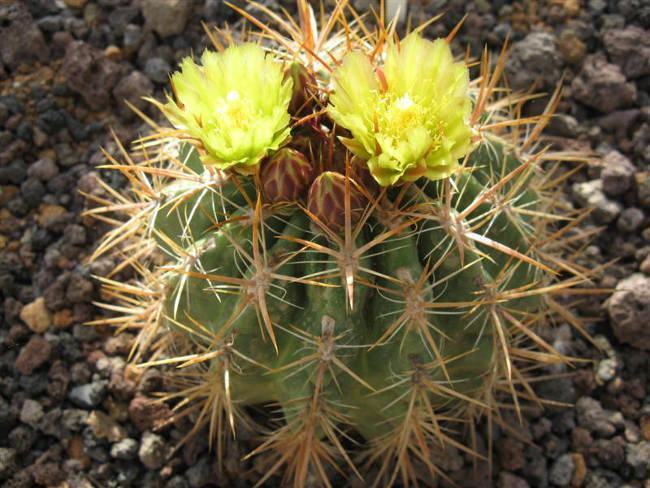 Ferocactus orcuttii