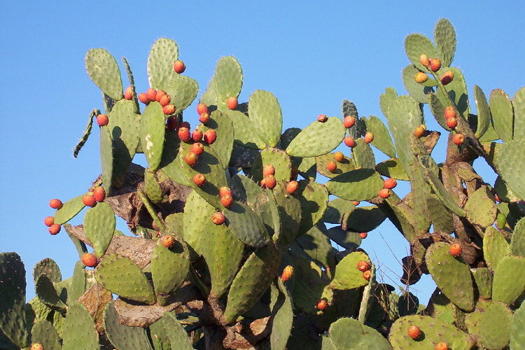 Figueira da Índia (Opuntia ficus-indica)