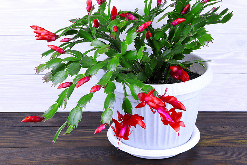 Flor de Maio (Schlumbergera truncata)