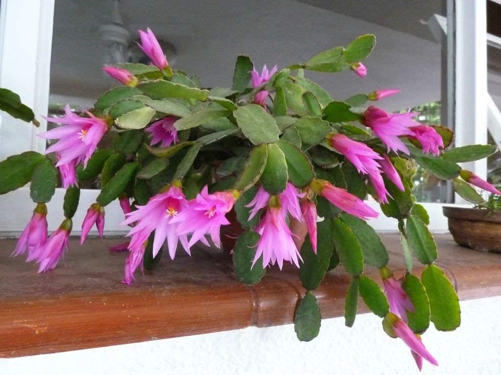 Flor de Outubro (Hatiora rosea)