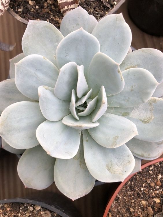 Echeveria Cally Argentea