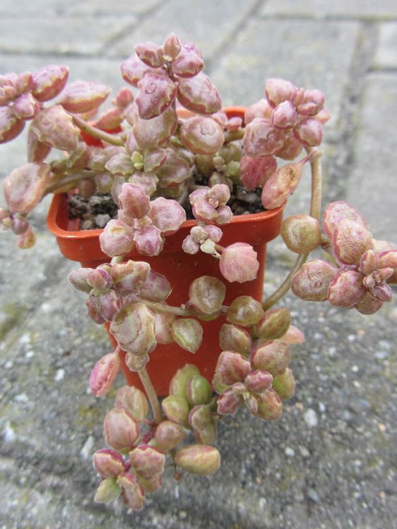 Plectranthus prostratus (Pillow Plant)