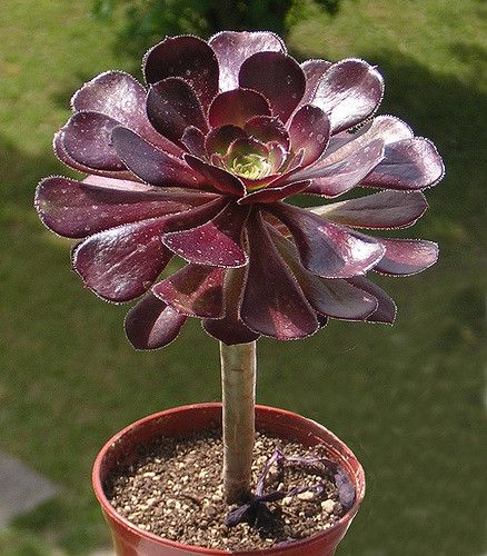 Aeonium arboreum var. atropurpureum