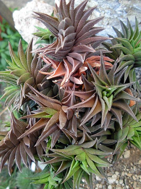 Haworthia viscosa (tortuosa)
