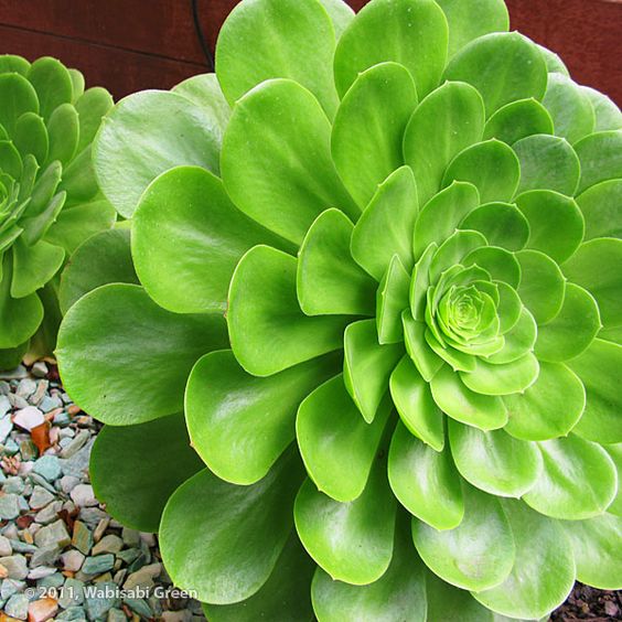 Aeonium Canariense