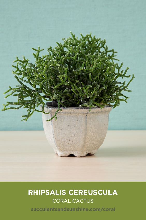 Rhipsalis cereuscula “Coral Cactus”