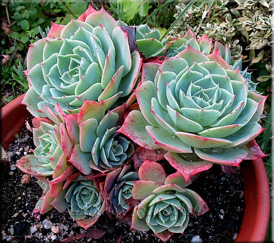 Echeveria secunda glauca
