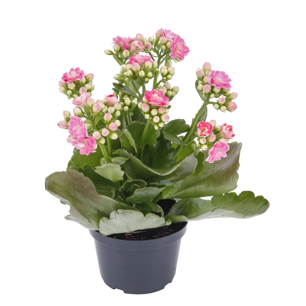 Adubo para kalanchoe