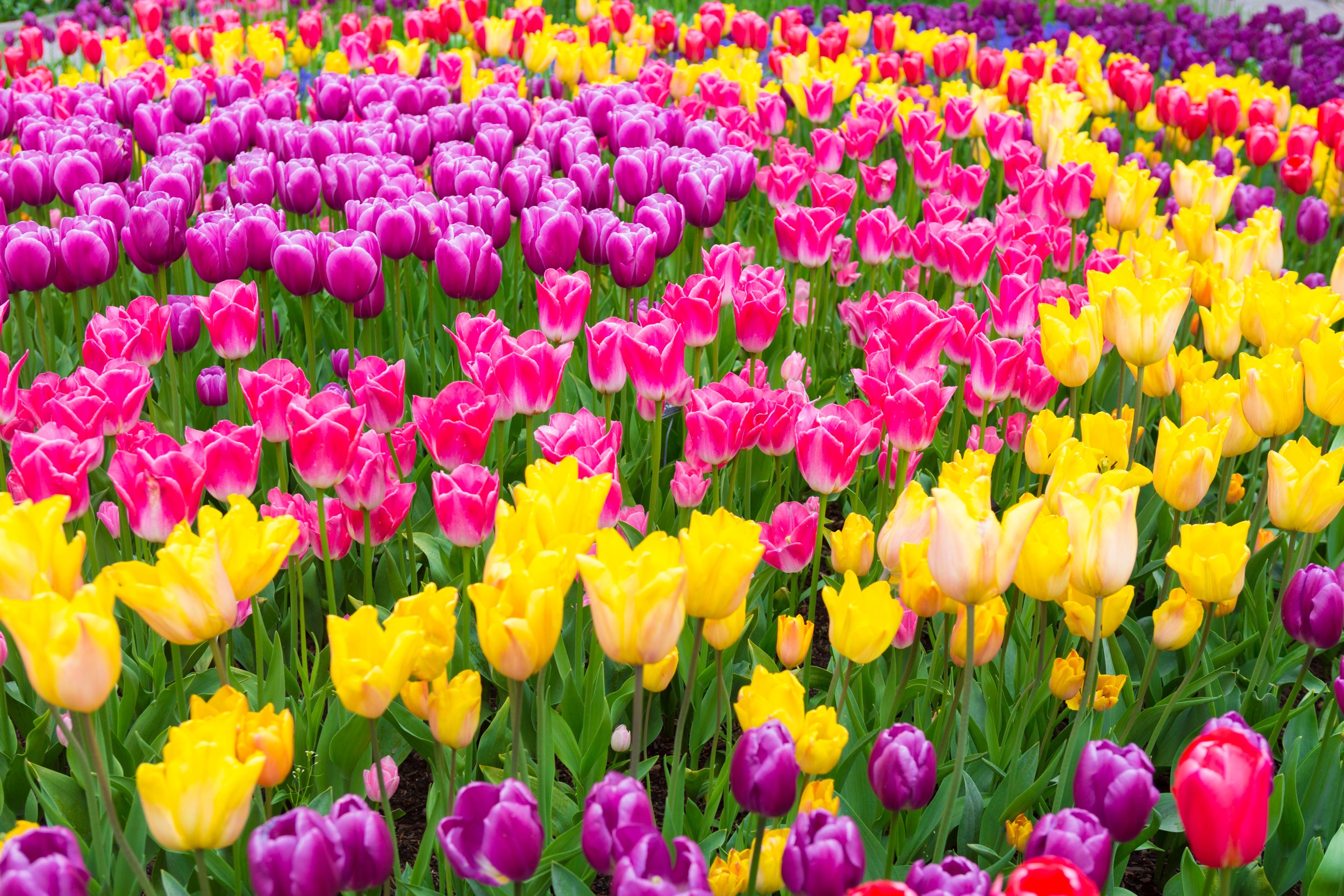 Adubo para tulipa