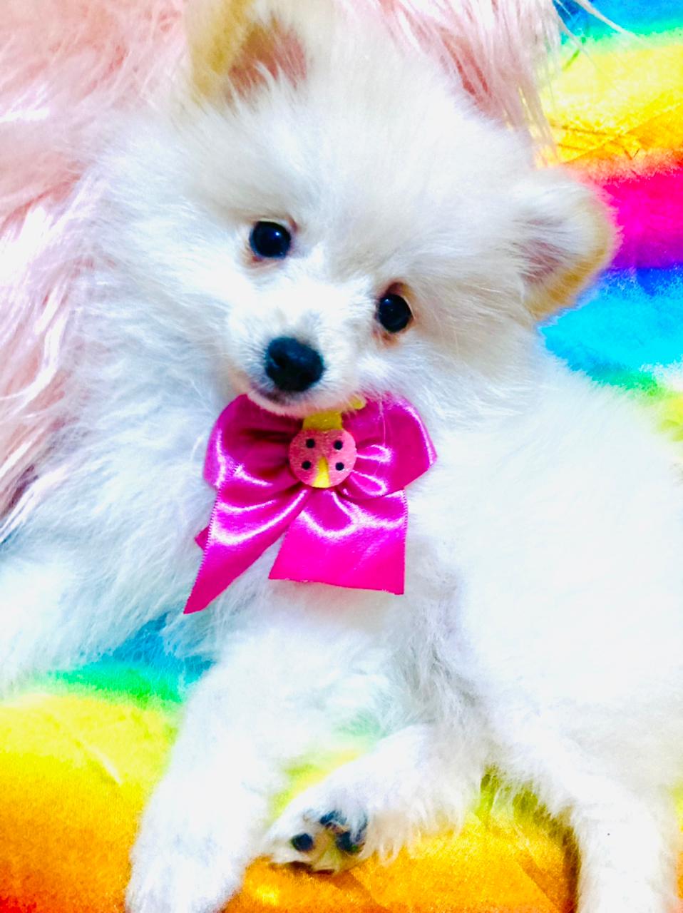 Lindos Filhotes de Spitz Alemão. o Lulu da Pomerania.