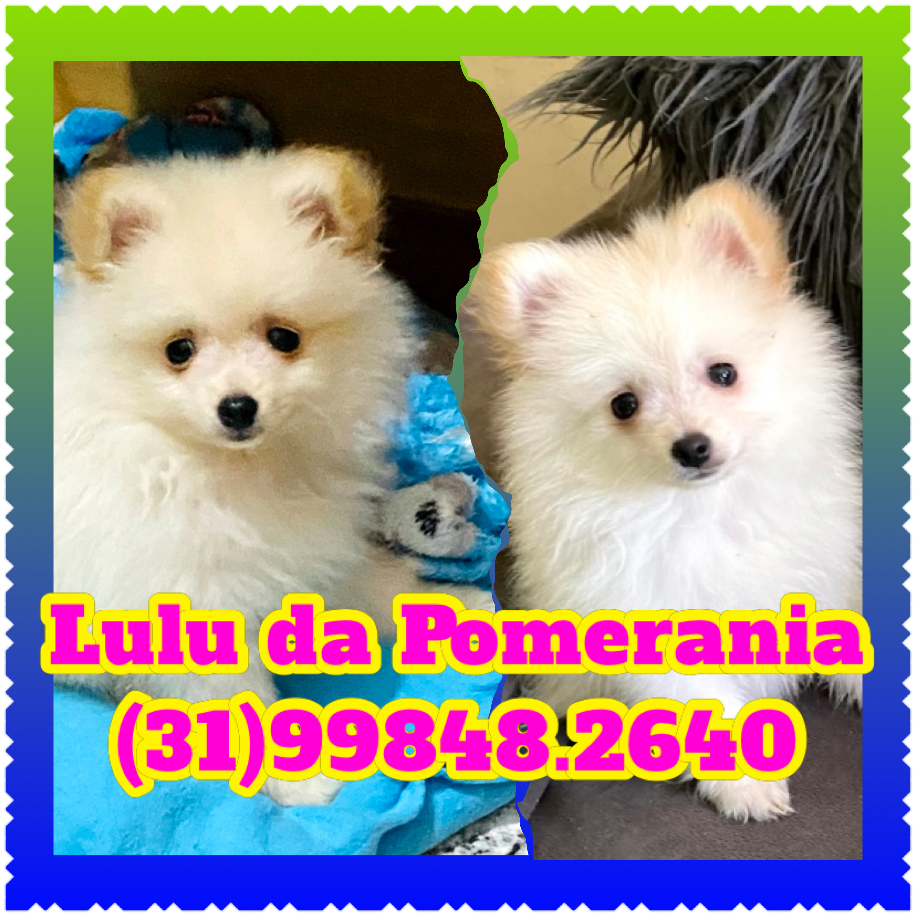 Lindos Filhotes de Spitz Alemão. o Lulu da Pomerania. (31)99848.2640