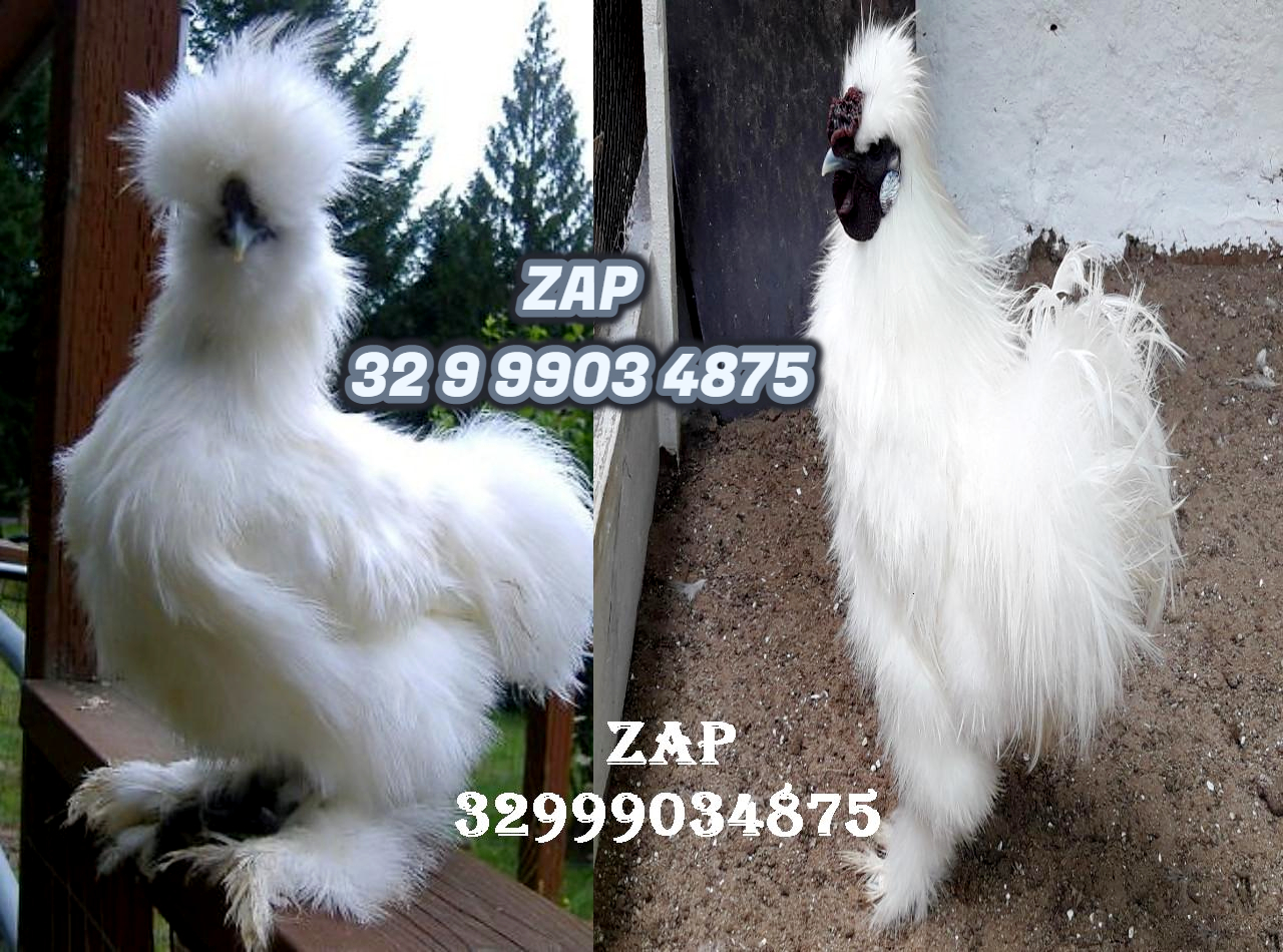 Ovos galados férteis de galinha sedosa do japão – chinesa. Galinha ornamental de pelos