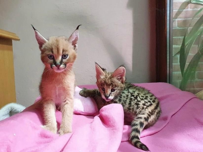 Gatinhos Savannah serval e caracal com 4 semanas de idade.